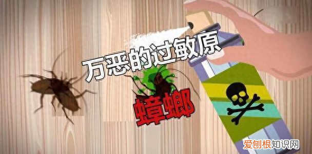 一招教你搞定蟑螂 蟑螂怎么出现在家里面的