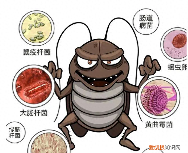 一招教你搞定蟑螂 蟑螂怎么出现在家里面的