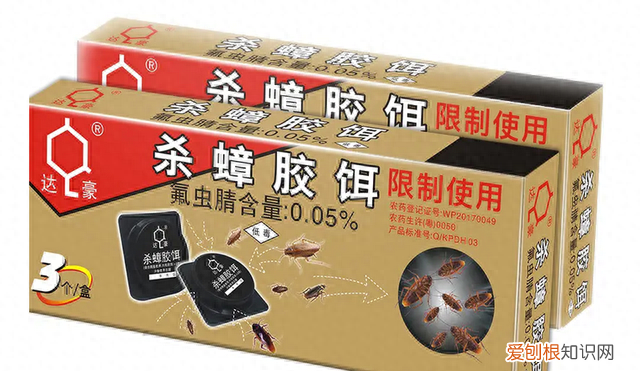 一招教你搞定蟑螂 蟑螂怎么出现在家里面的