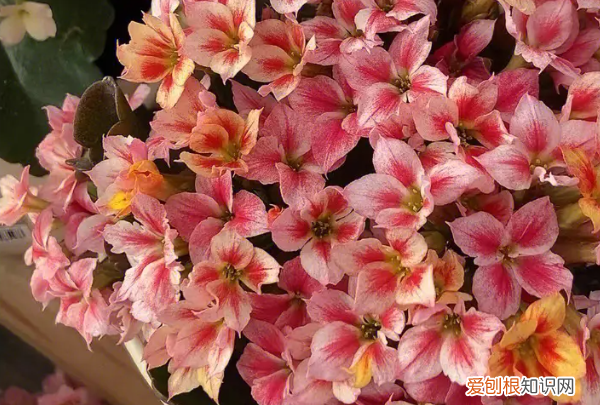 长寿花怎么养,长寿花怎么养殖方法