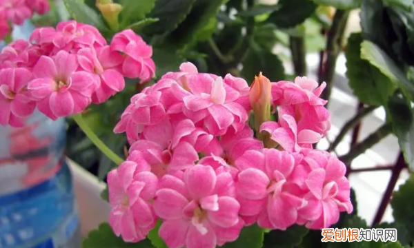 长寿花怎么养，长寿花怎么养殖方法