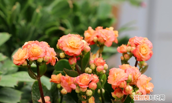 长寿花怎么养，长寿花怎么养殖方法