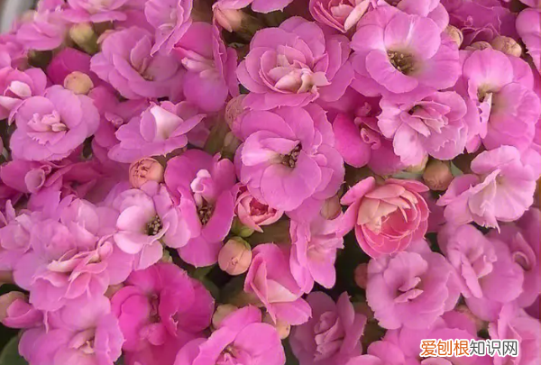 长寿花怎么养,长寿花怎么养殖方法