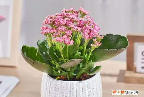 长寿花怎么养,长寿花怎么养殖方法