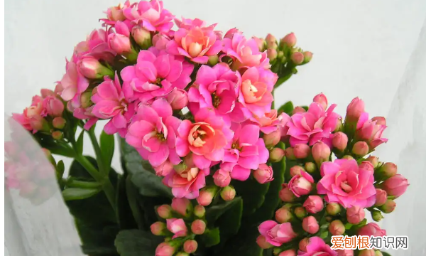 长寿花怎么养，长寿花怎么养殖方法