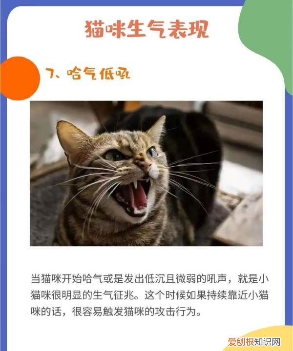 猫叹气代表什么意思，为什么猫咪有时候会发神经一样