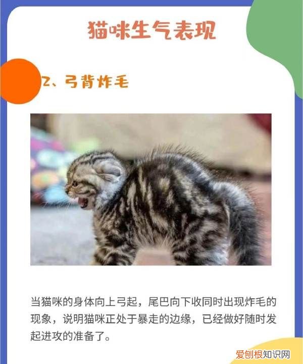 猫叹气代表什么意思，为什么猫咪有时候会发神经一样