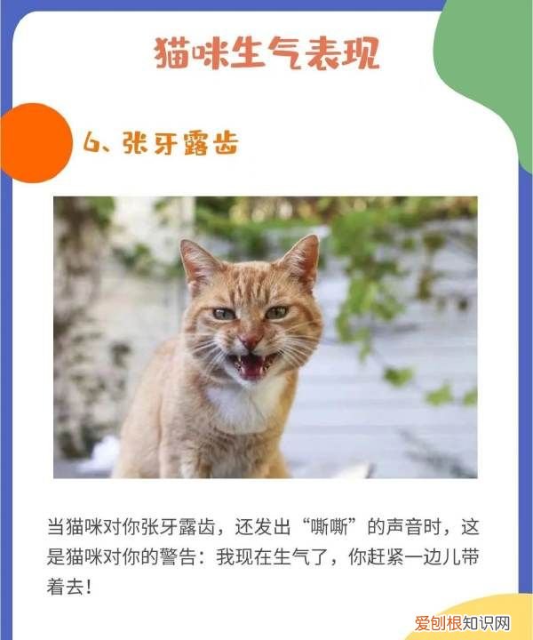 猫叹气代表什么意思，为什么猫咪有时候会发神经一样