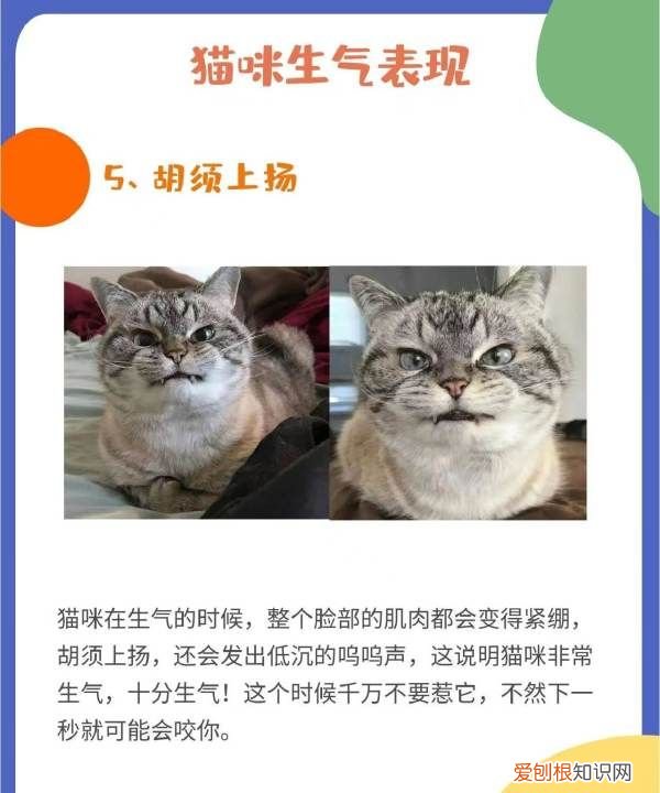 猫叹气代表什么意思，为什么猫咪有时候会发神经一样