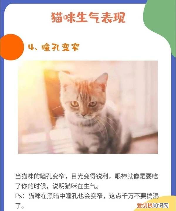 猫叹气代表什么意思，为什么猫咪有时候会发神经一样