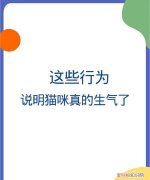 猫叹气代表什么意思，为什么猫咪有时候会发神经一样