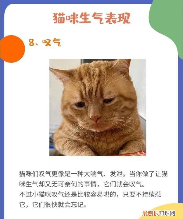 猫叹气代表什么意思，为什么猫咪有时候会发神经一样