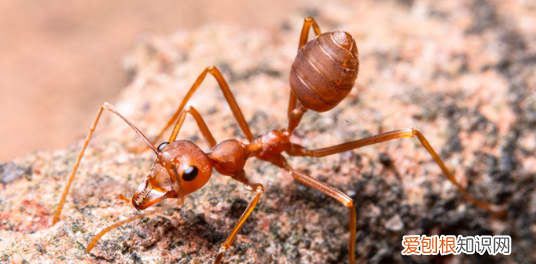 什么是有害生物，有害生物跟病媒生物有什么区别?