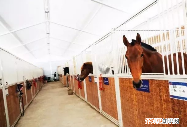 马厩是什么意思，马厩的意思马厩的意思是什么