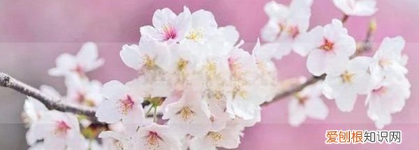 宫这个字怎么念，宫胁咲良为什么叫小樱花