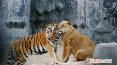 谁是万兽之王，真正的万兽之王是谁相片的