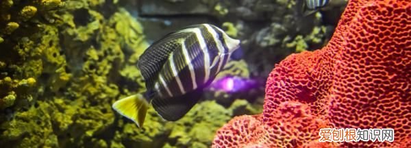 鱼缸换水需要加盐,鱼缸每次换水之后都要加盐吗为什么