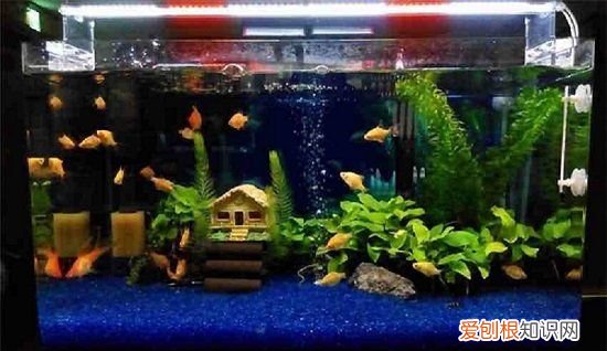 鱼缸换水需要加盐,鱼缸每次换水之后都要加盐吗为什么