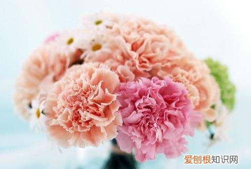 9朵康乃馨花语代表什么，康乃馨花语和寓意送母亲几朵