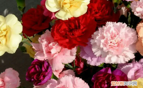 9朵康乃馨花语代表什么，康乃馨花语和寓意送母亲几朵