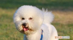 狗狗吃了芒果怎么办，狗狗吃芒果会中毒吗