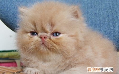 母猫发情期多久，母猫发情持续多久