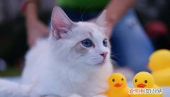 母猫发情期多久，母猫发情持续多久