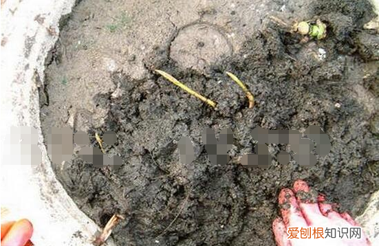 莲子和藕什么关系，藕和莲子是一种植物吗