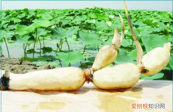 莲子和藕什么关系,藕和莲子是一种植物吗