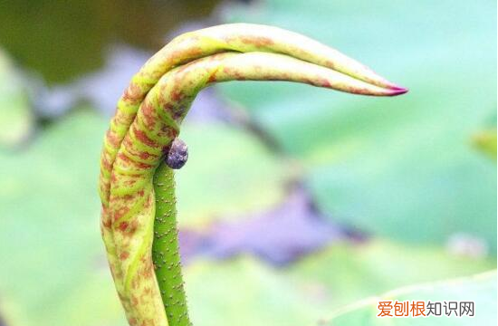 莲子和藕什么关系，藕和莲子是一种植物吗