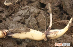 莲子和藕什么关系，藕和莲子是一种植物吗