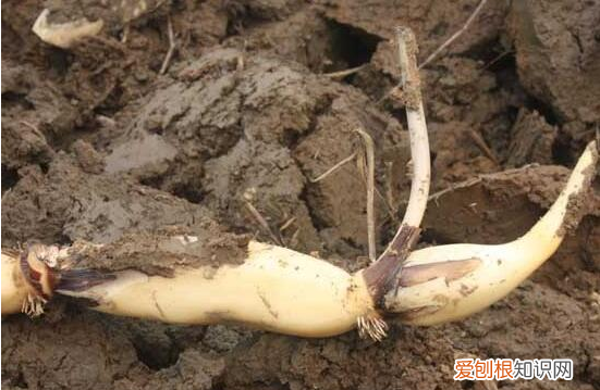 莲子和藕什么关系，藕和莲子是一种植物吗