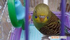 怎么救活快死的虎皮鹦鹉，鹦鹉拉稀不治疗会不会死