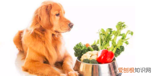 母狗生完小狗要吃什么，狗狗生了宝宝吃什么奶水多