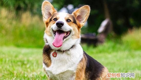 母狗生完小狗要吃什么，狗狗生了宝宝吃什么奶水多