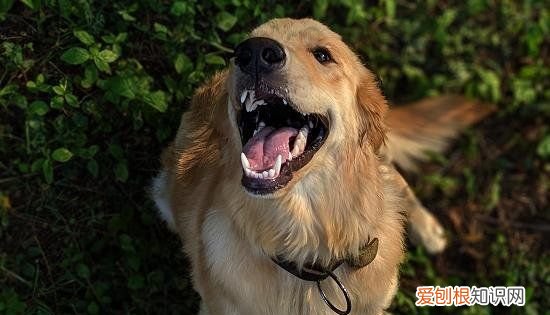 母狗生完小狗要吃什么，狗狗生了宝宝吃什么奶水多