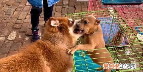 开封狗市买狗注意什么，开封狗市什么时候开门