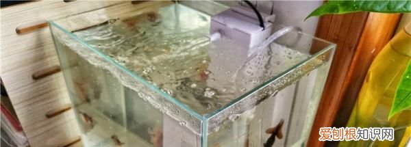 养金鱼多久加一次盐