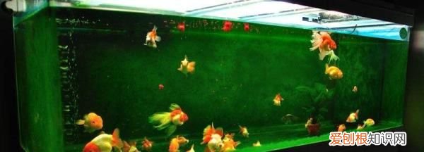 养金鱼多久加一次盐