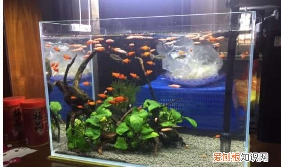 养金鱼多久加一次盐