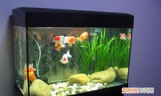 养金鱼多久加一次盐