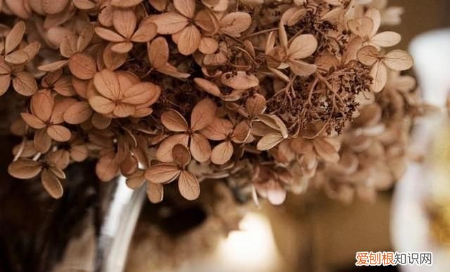 鲜花变干花方法 鲜花怎么变干花的方法