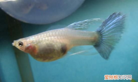 如何养刚出生的孔雀鱼,刚出生的孔雀鱼怎么喂养好