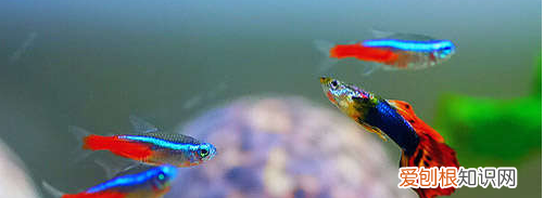 如何养刚出生的孔雀鱼,刚出生的孔雀鱼怎么喂养好