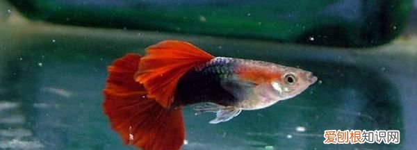 如何养刚出生的孔雀鱼,刚出生的孔雀鱼怎么喂养好