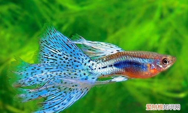 如何养刚出生的孔雀鱼,刚出生的孔雀鱼怎么喂养好