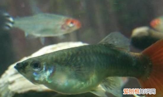 如何养刚出生的孔雀鱼,刚出生的孔雀鱼怎么喂养好