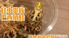 角蛙晚上老跳怎么回事，角蛙固定时间撞缸会死吗