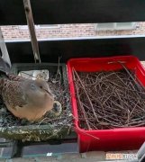 斑鸠怎么做，辣椒炒斑鸠的做法辣椒炒斑鸠怎么做好吃辣椒