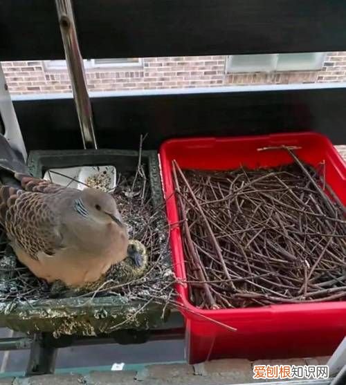 斑鸠怎么做,辣椒炒斑鸠的做法辣椒炒斑鸠怎么做好吃辣椒